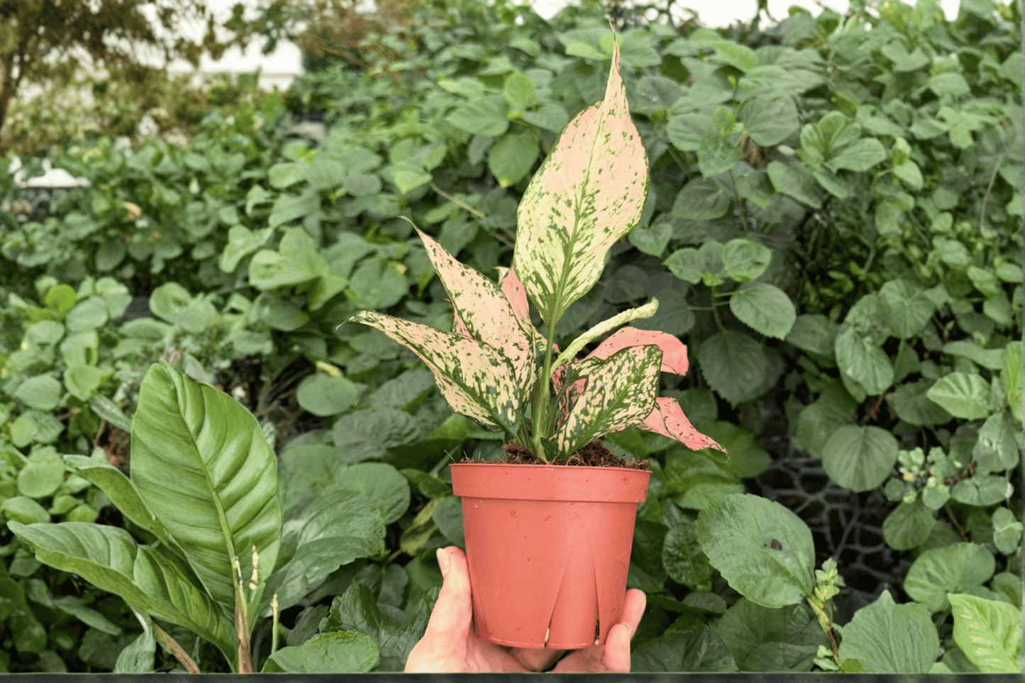 2 Aglaonema 'Pink Triphet' Exact Live Plant – Specific Plant in 4-Inch Pot