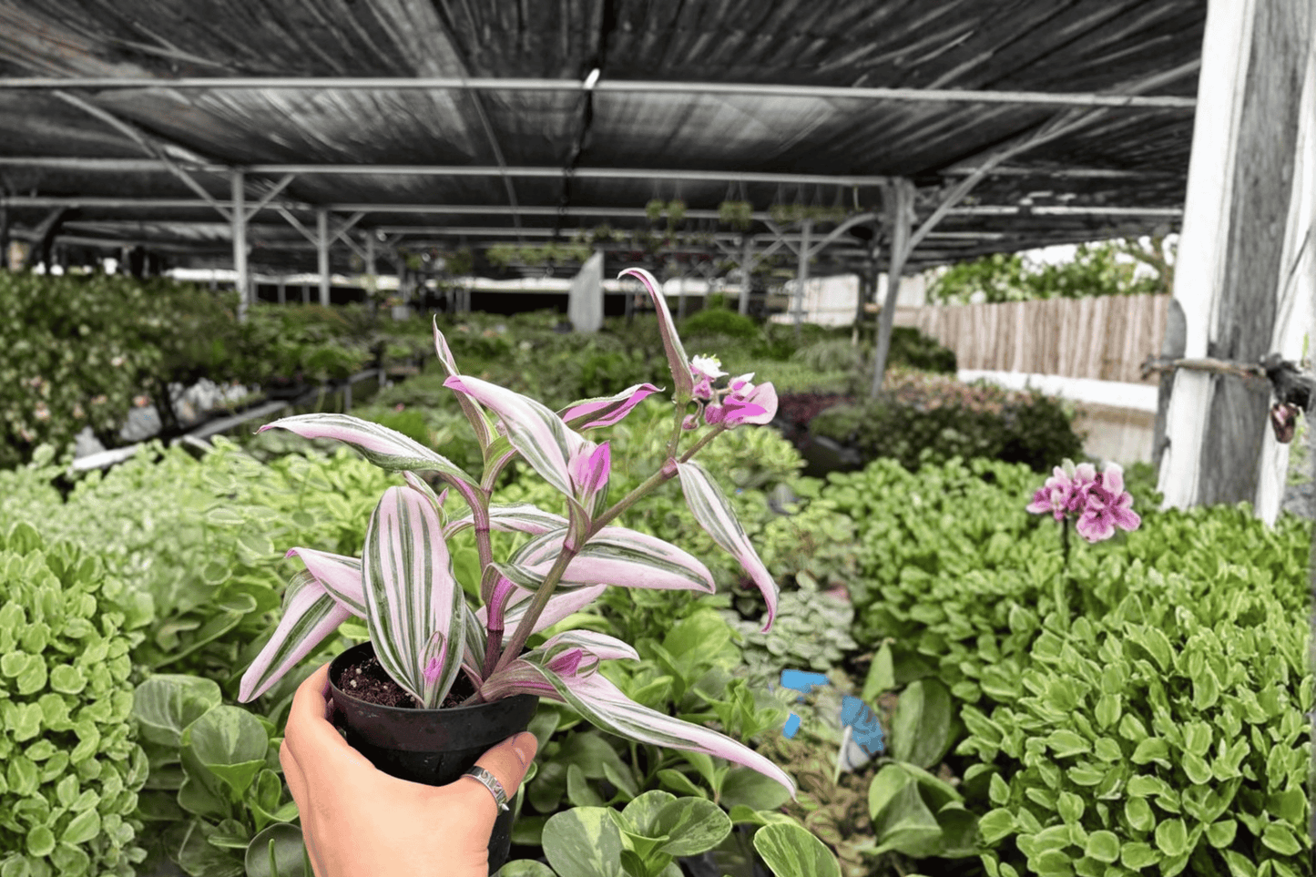 Tradescantia Nanouk 2 Exact Live Plants – 4-Inch Pots – Tradescantia 'Nanouk'