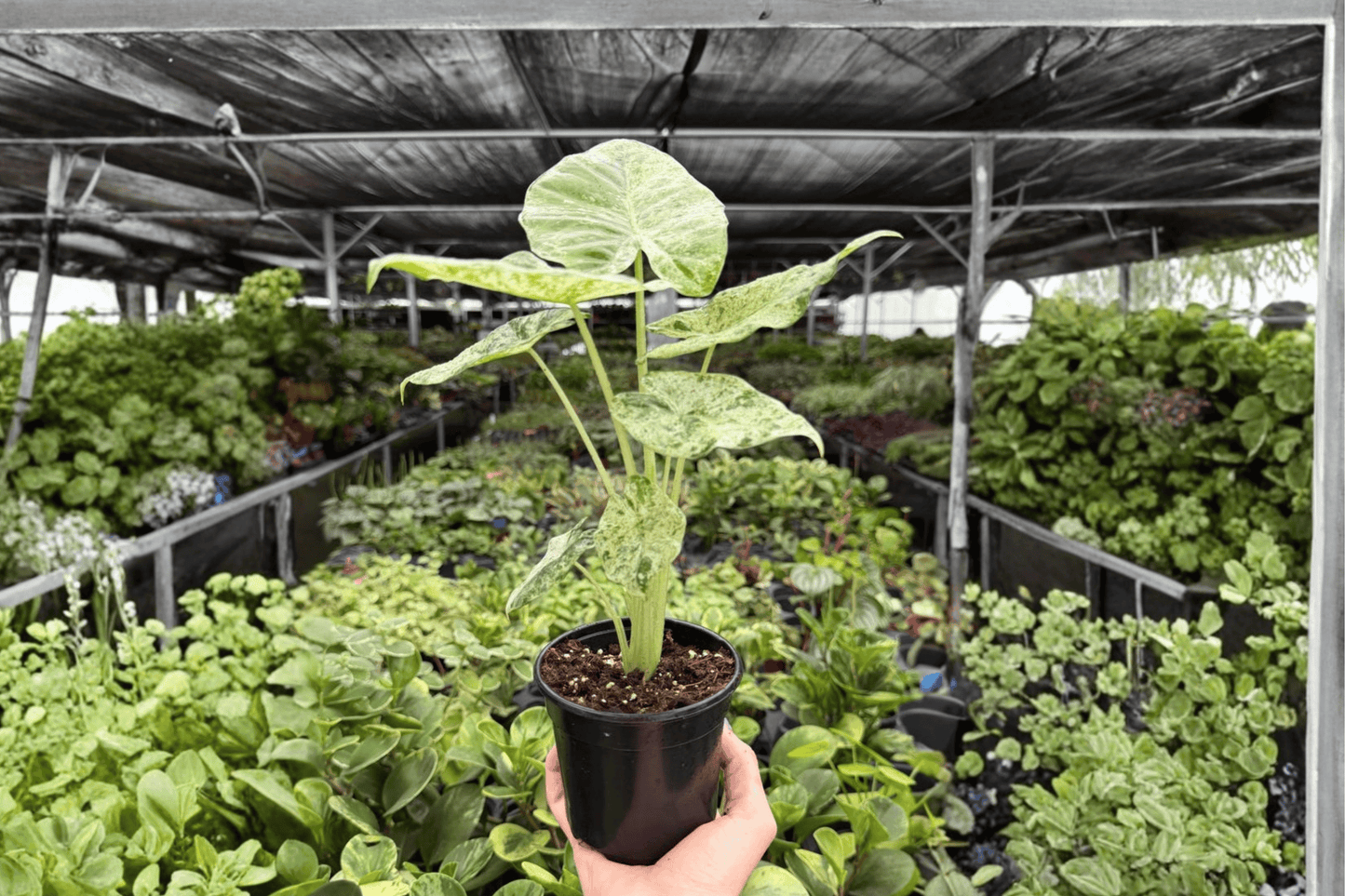 2 Alocasia Odora Batik 'Snow' Variegated Live Plants – 4-Inch Pots – Alocasia odora 'Batik Snow'