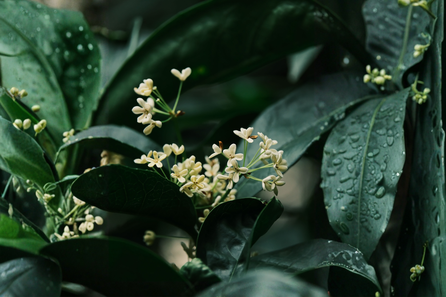 Fragrant Tea Olive Live Plant in 4-Inch Pot – Osmanthus fragrans
