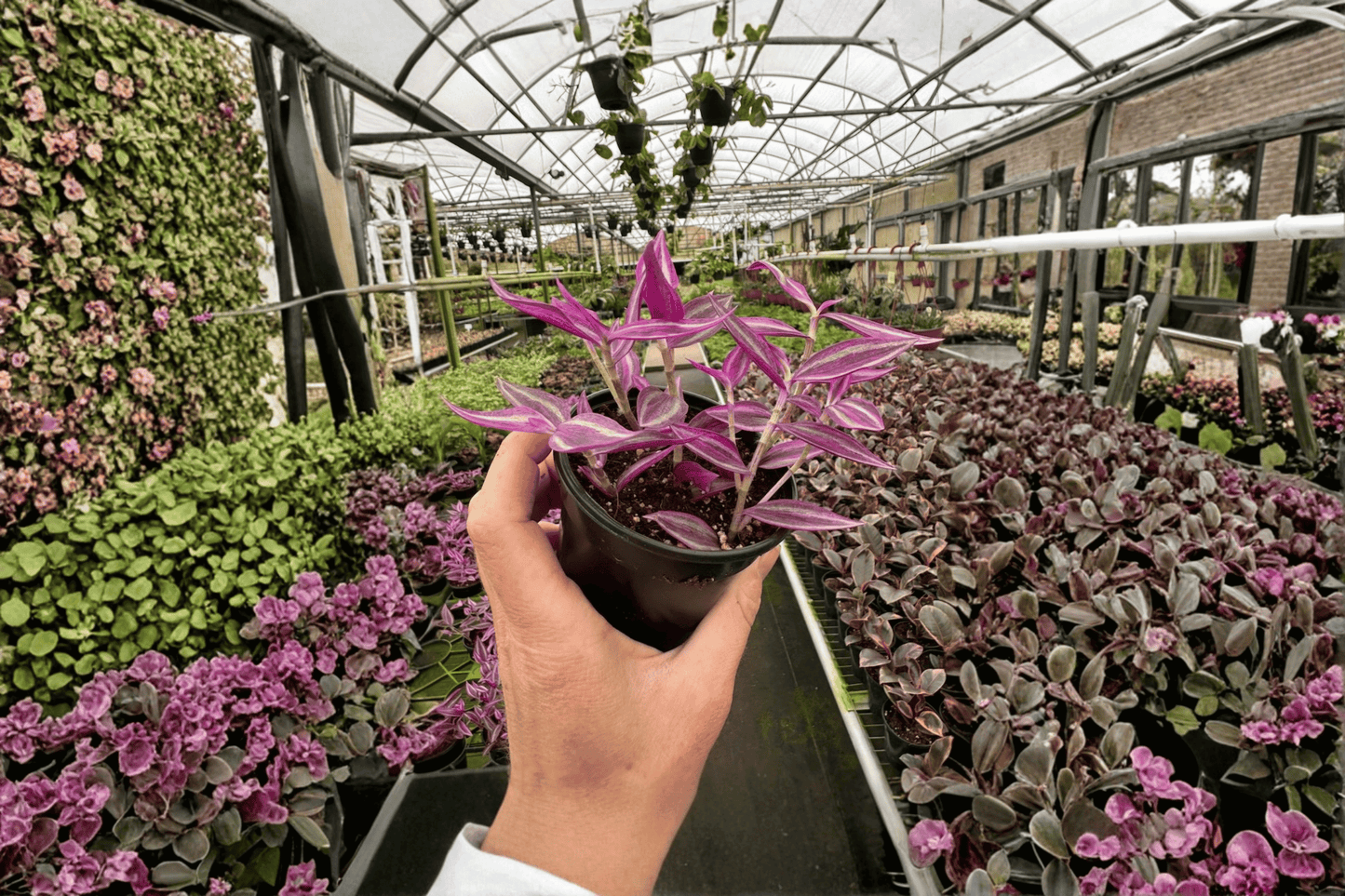 2 Tradescantia 'Pink Paradise' Live Plants in 4-Inch Pots – Tradescantia spp.