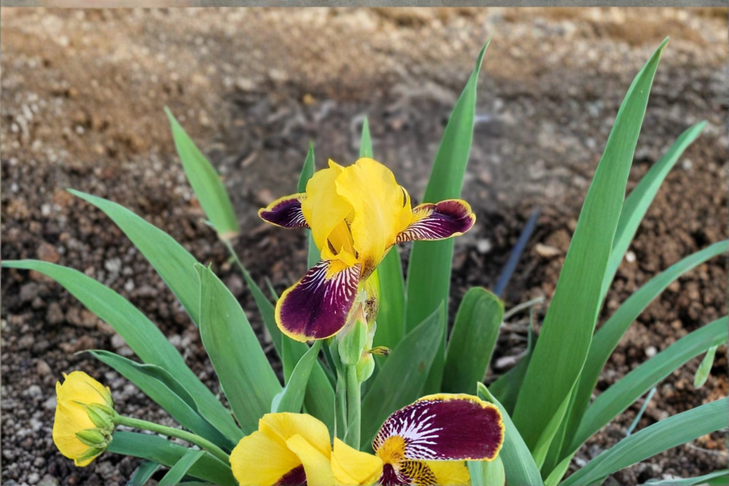 Dwarf Bearded Iris ‘Bumblebee Deelite’ Rhizome 3 Pack – #1 Grade Yellow Purple Iris Bulbs for Spring Garden