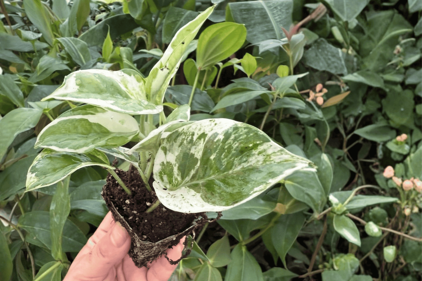 2 Pothos 'N'Joy' Starter Plants – Bare Root – Epipremnum aureum 'N'Joy'