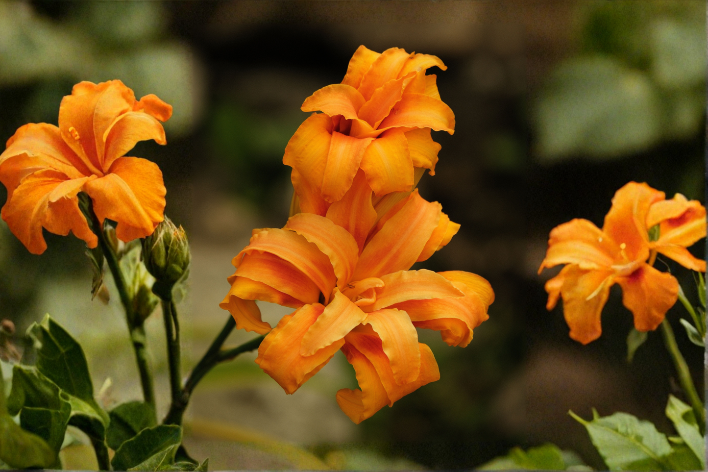 Primal Scream Daylily Bare Root Fan – Live Perennial Plant – Hemerocallis 'Primal Scream'