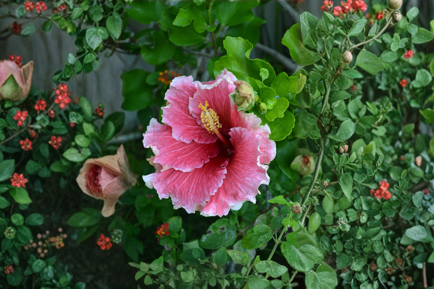 Hibiscus 'Dark Princess' Cajun Color Live Starter Plant – Tropical Flowering Hibiscus