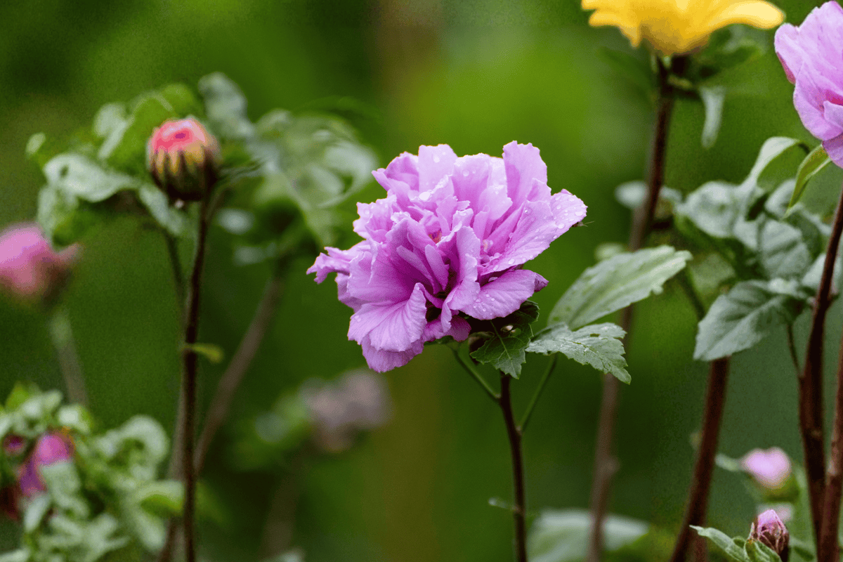 Dark Lavender Chiffon Rose of Sharon 1 Live Plant – Hibiscus syriacus – 1 Gallon Pot