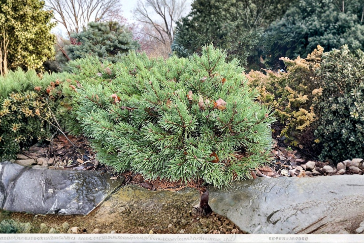 Jeremy Dwarf Scotch Pine Live Plant 8 Inch Tall – Pinus sylvestris Compact Evergreen Bonsai Tree 1 Gallon Pot