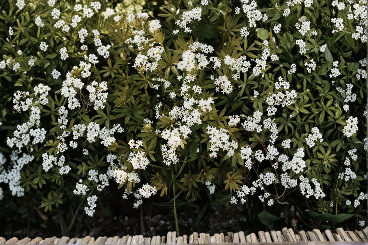 Sweet Woodruff Live Starter Plant in 3 Inch Pot – Galium odoratum Shade Perennial