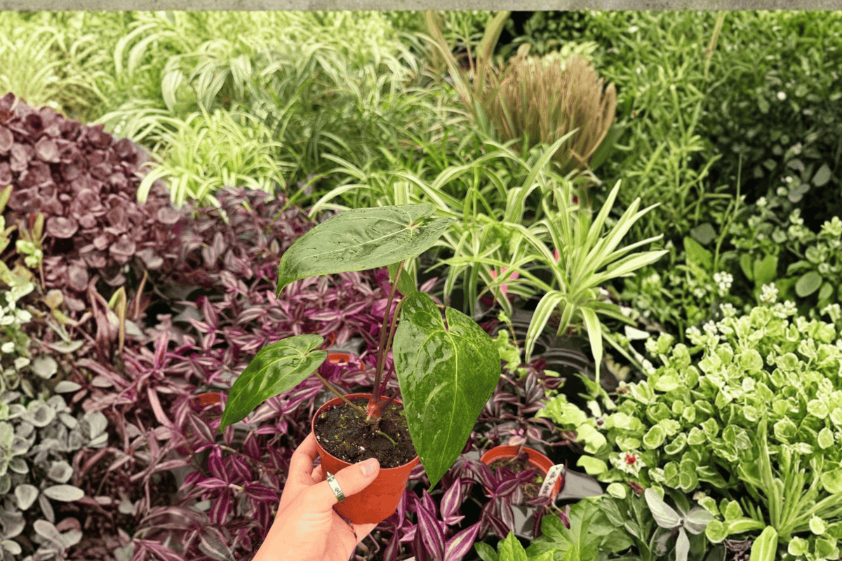 2 Exact Plant Anthurium Dark Phoenix x Papillilaminum – Specific 4” Pot