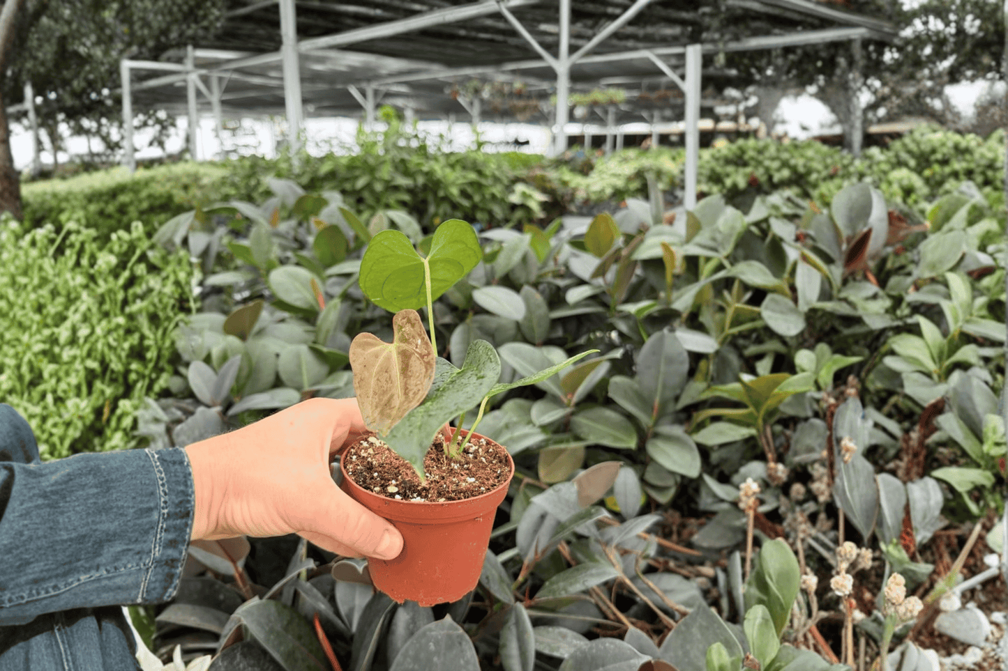 Anthurium Carla x Crystallinum Dark Form 2 Exact Live Plants – 4-Inch Pots