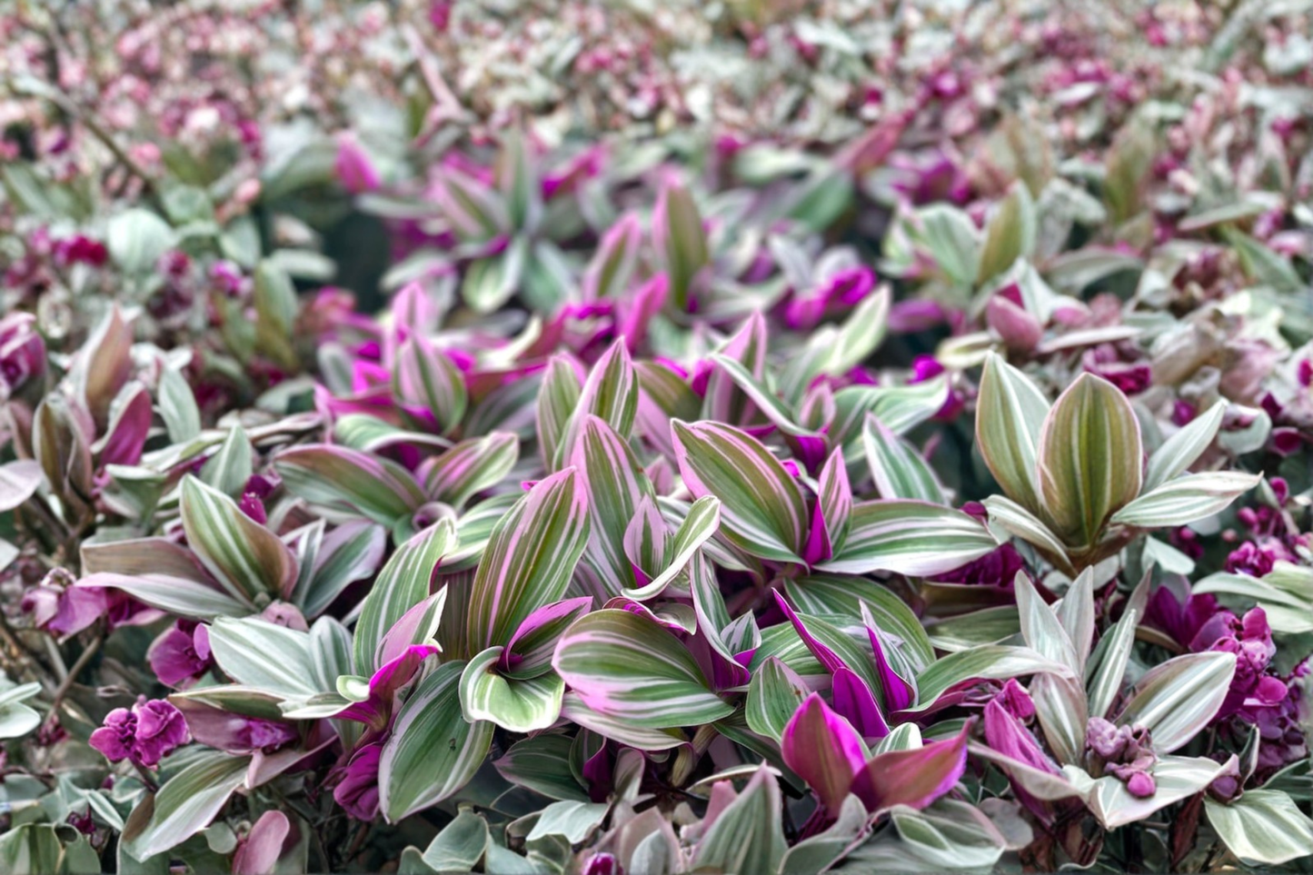 Tradescantia Nanouk Live Plant 3 Inch Pot Pink Variegated Houseplant Rare Trailing Indoor Plant 3 Plus Stem Gift