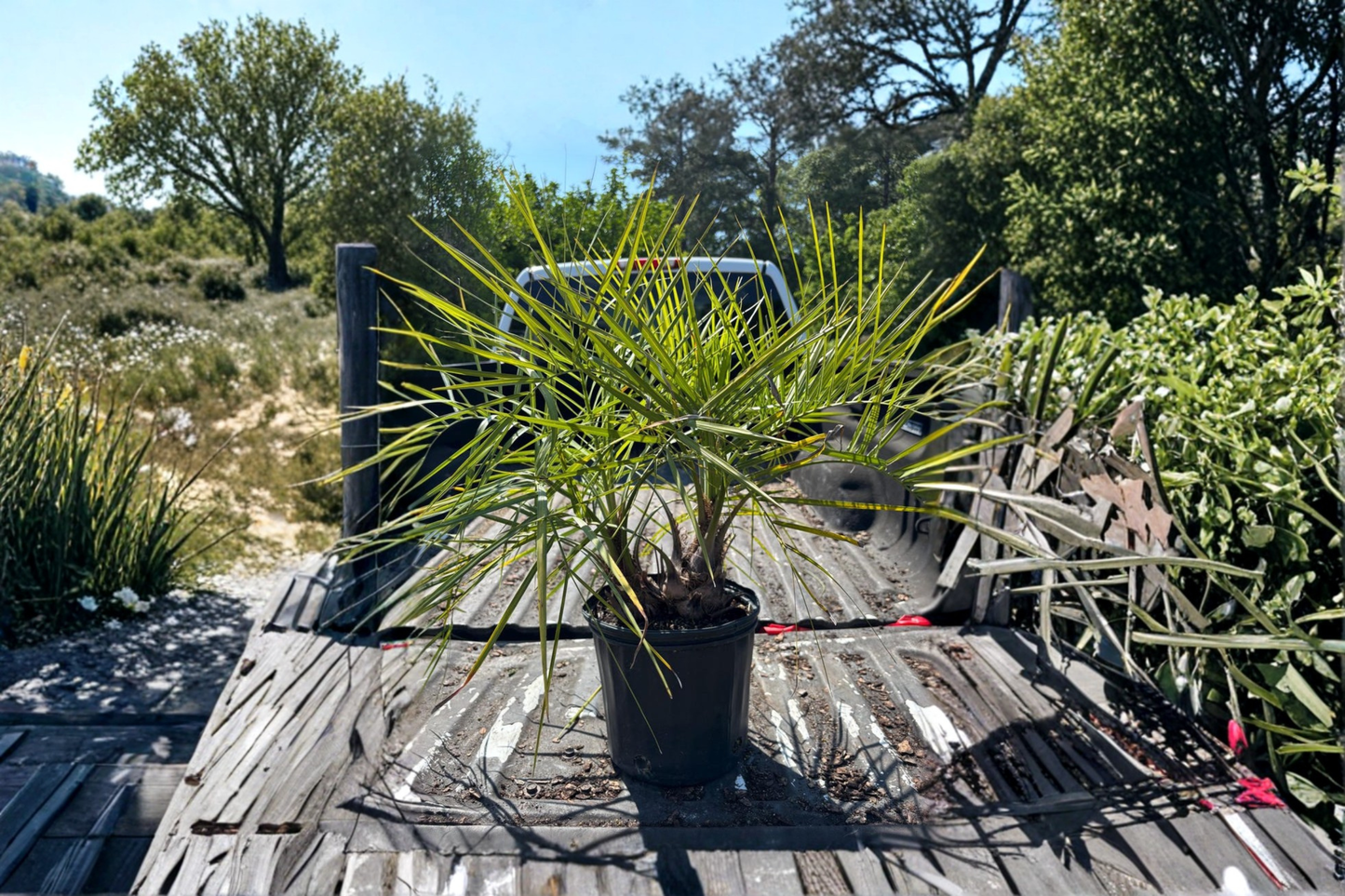 Twin Pindo Palm Live Plant Double Pindo Palm Tree Butia Odorata Tropical Palm for Patio Poolside Landscape Garden