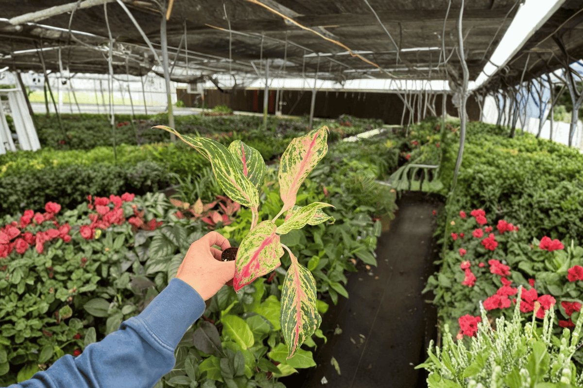 Aglaonema Sparkling Sarah 2 Starter Plants – 2” Cultivation Size