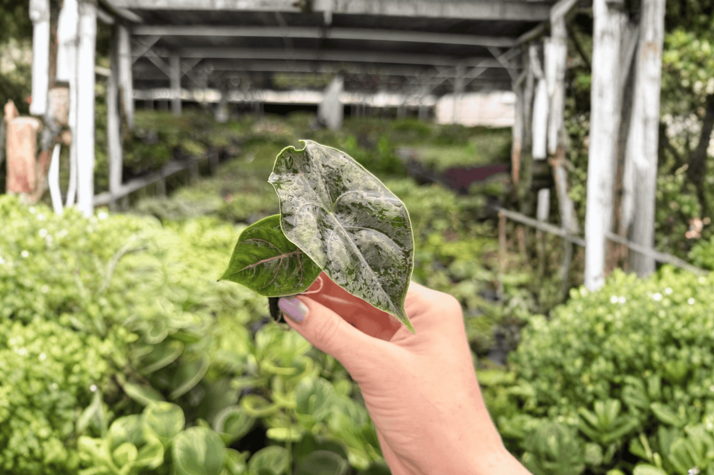 Alocasia Azlanii 2 Exact Starter Live Plants – Plug – Alocasia azlanii
