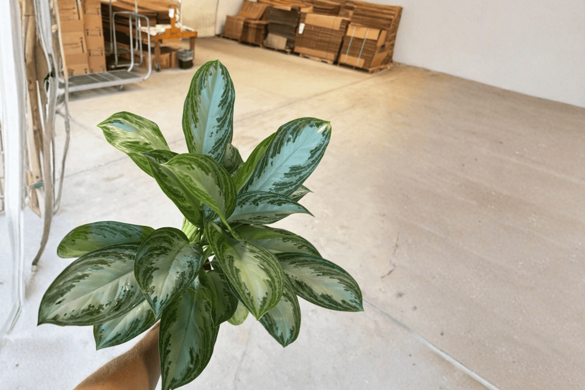 2 Aglaonema Silver Bay Live Plants – 6” Pot – Aglaonema ‘Silver Bay’