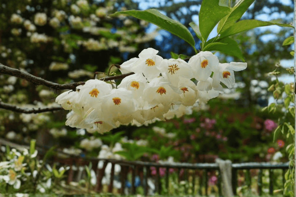 Carolina Silverbell 1 Live Tree – Halesia tetraptera – 3 Gallon Pot