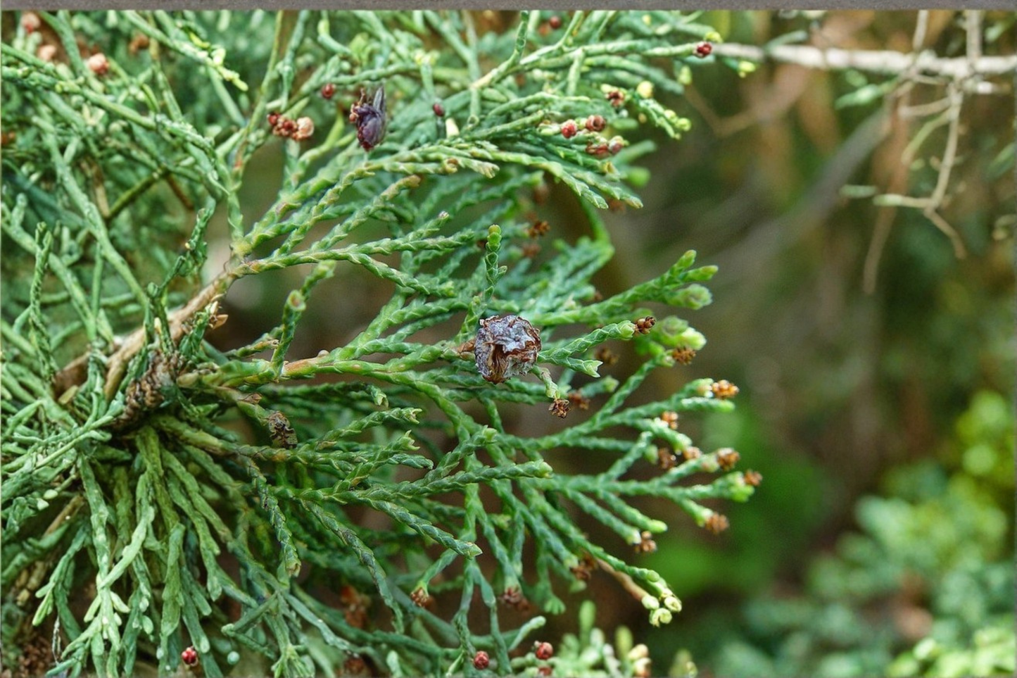 Atlantic White Cedar ‘Little Jamie’ Live Plant – Chamaecyparis thyoides Dwarf Native Conifer in 1 Gallon Pot