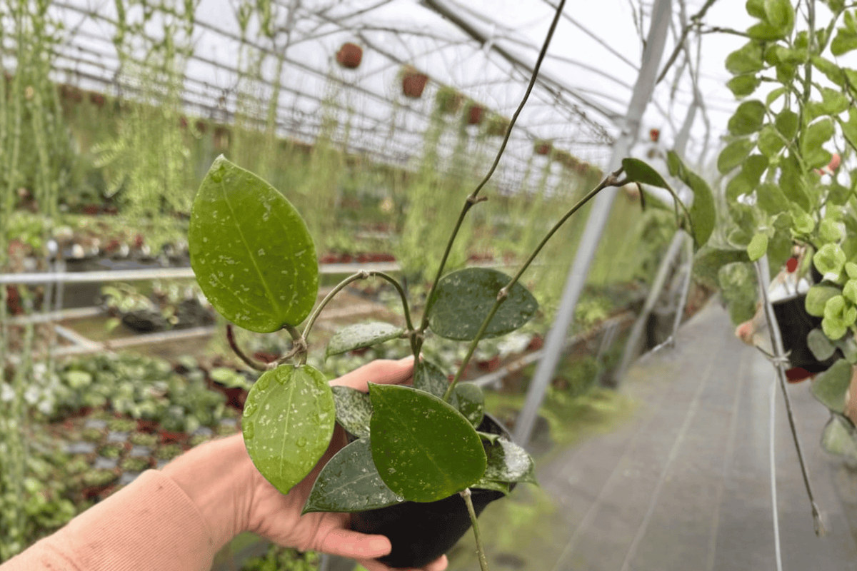 Hoya parasitica Splash 2 Live Plants – 4” Size