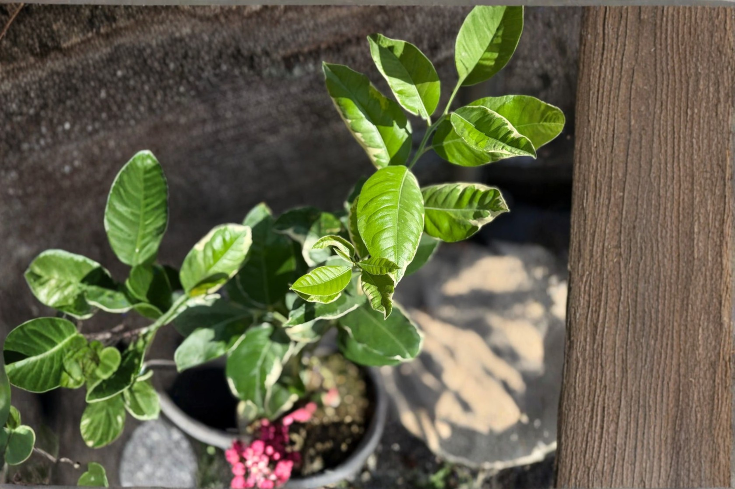 Variegated Pink Lemon Tree Live Citrus Plant Starter Cutting Patio Garden Lemon Plant Decor