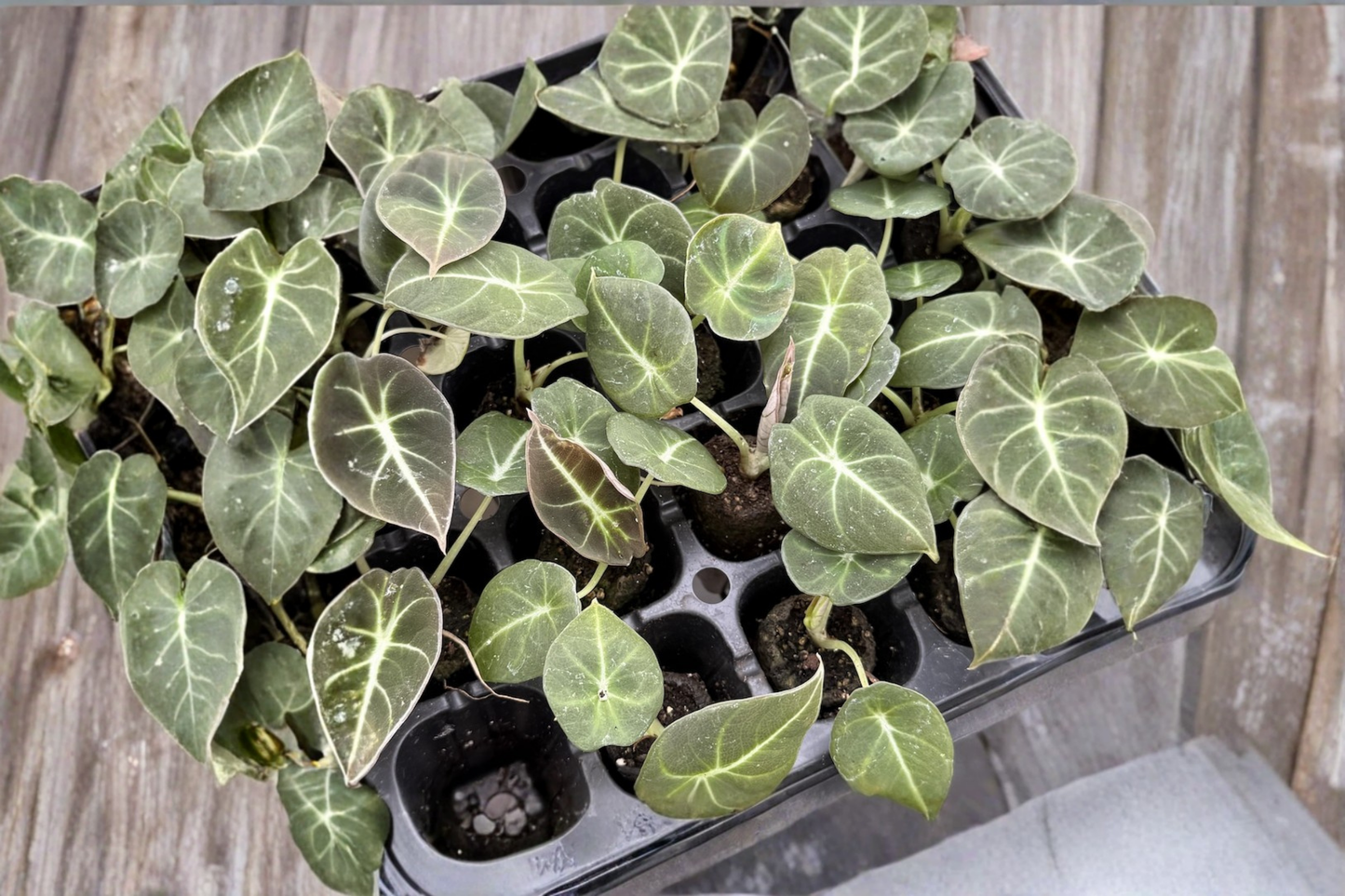 Alocasia Black Velvet Live Plant Dark Elephant Ear Tropical Houseplant Rooted Alocasia in 2 Inch Pot
