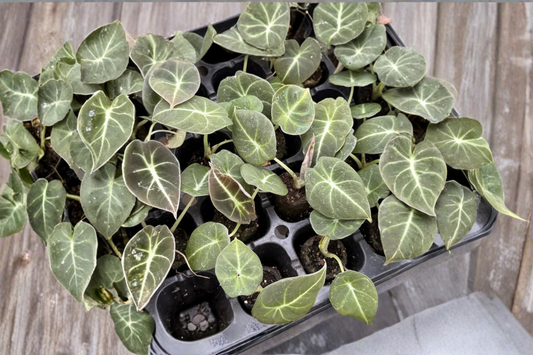 Alocasia Black Velvet Live Plant Dark Elephant Ear Tropical Houseplant Rooted Alocasia in 2 Inch Pot
