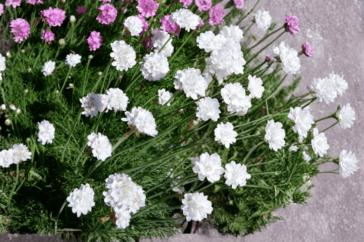 Alba Sea Thrift 1 Live Plant – 4-Inch Pot – Armeria maritima ‘Alba’