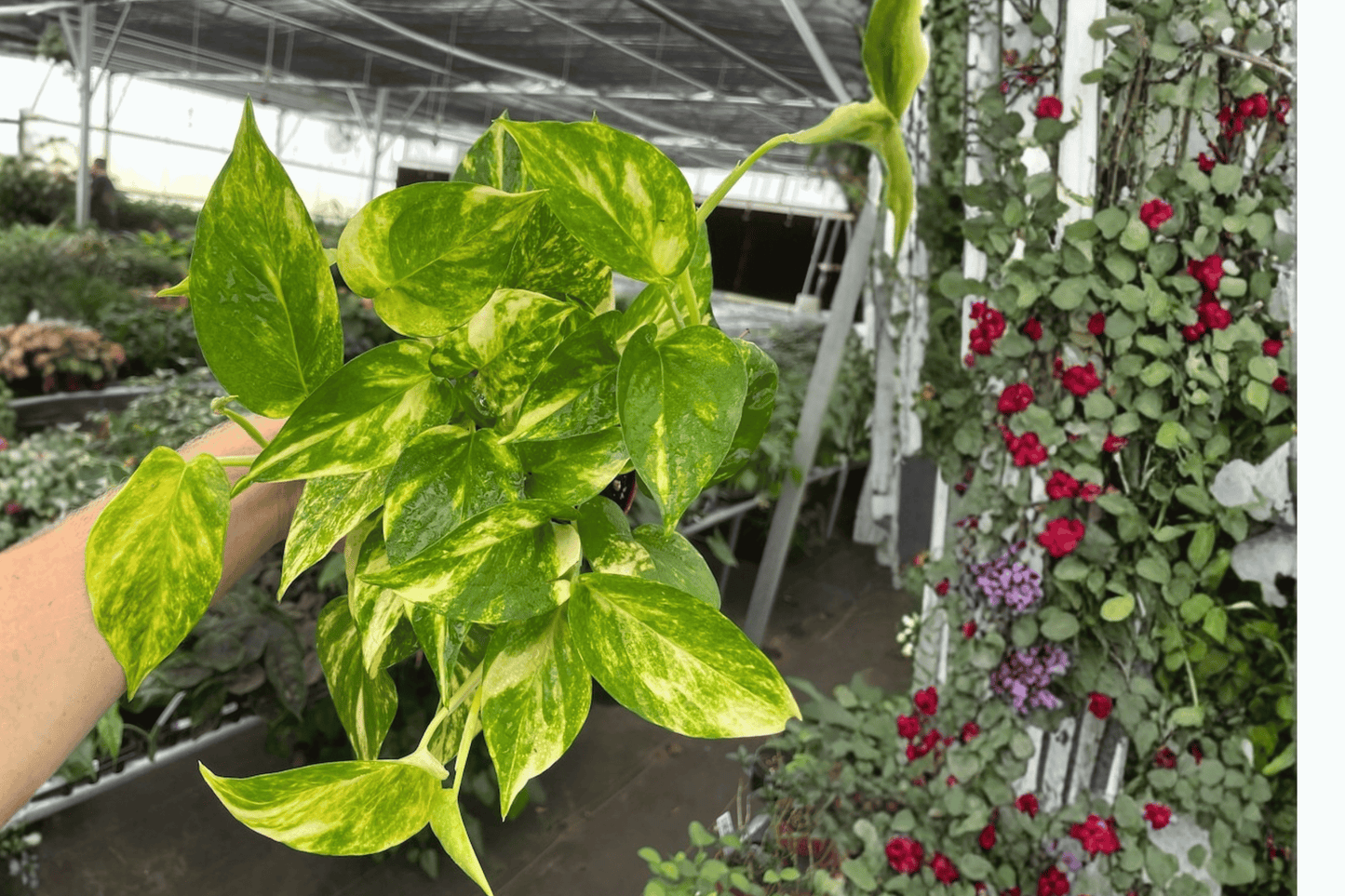 2 Golden Pothos Live Plants in 4-Inch Pots – Epipremnum aureum