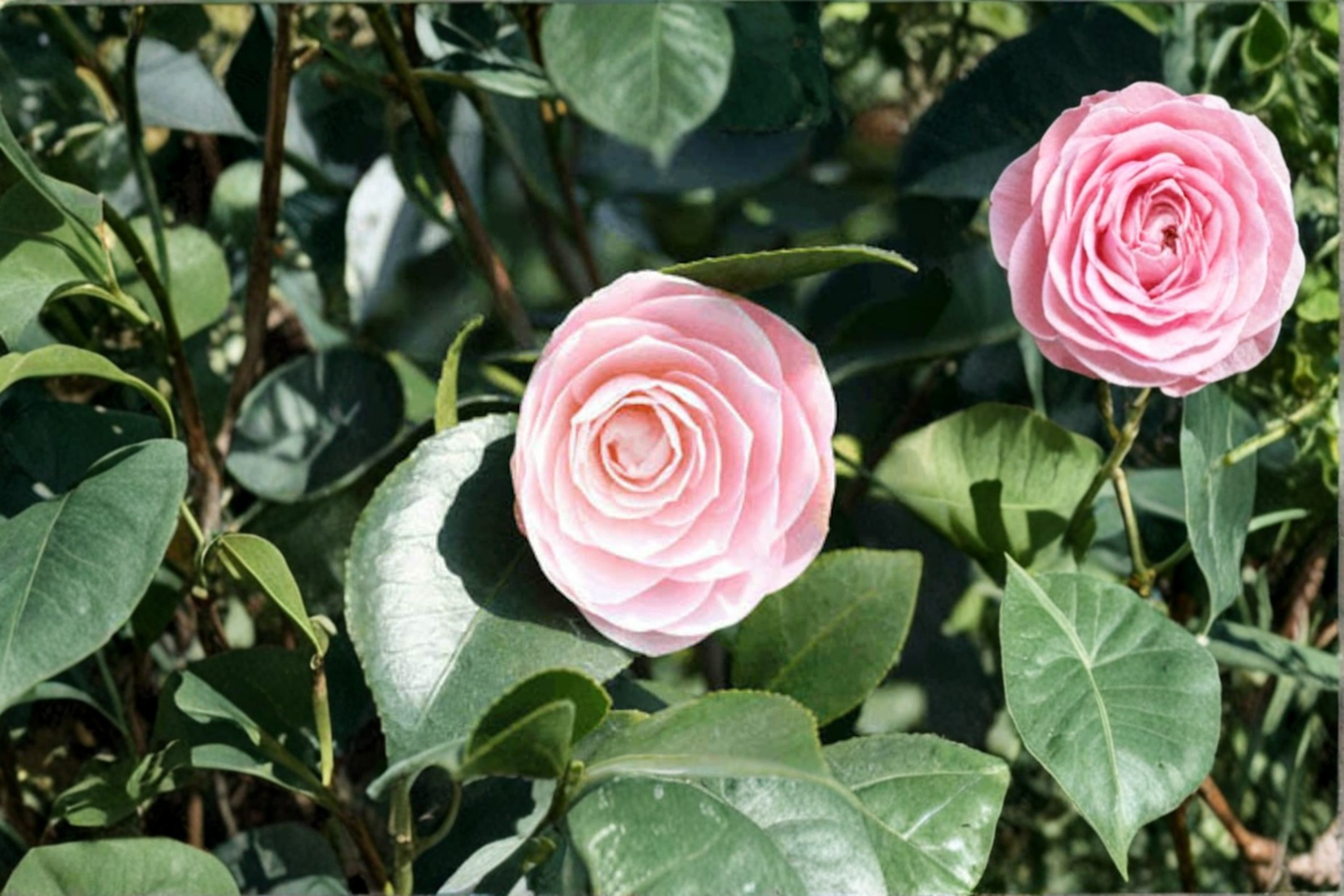 Goggy Japanese Camellia Live Plant 3 Gallon Pot Evergreen Flowering Shrub Garden Landscape Camellia