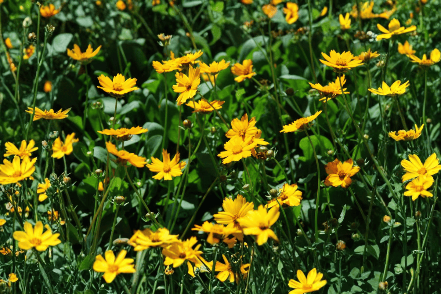 Nana Dwarf Tickseed 1 Live Plant – 4-Inch Pot – Coreopsis auriculata ‘Nana’