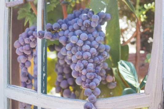 Fredonia Grape Vine Live Plant 2 Gallon, Blue Black Grape Vine for Garden Vineyard, Fruit Climbing Vine