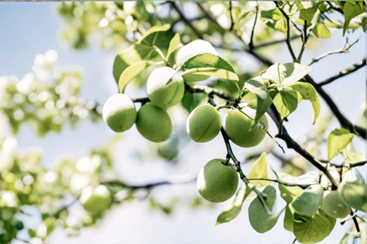 Green Gage Plum Tree Live Plant 4–6 Ft European Sweet Plum Fruit Tree for Garden Orchard Outdoor Plant
