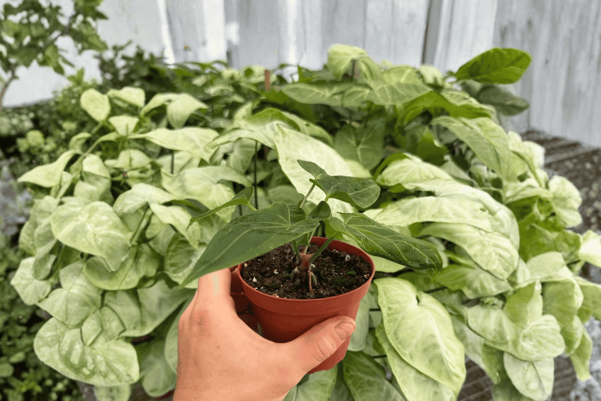 2 Anthurium Xone x Besseae Exact Live Plants – Specific Plants in 4” Pots