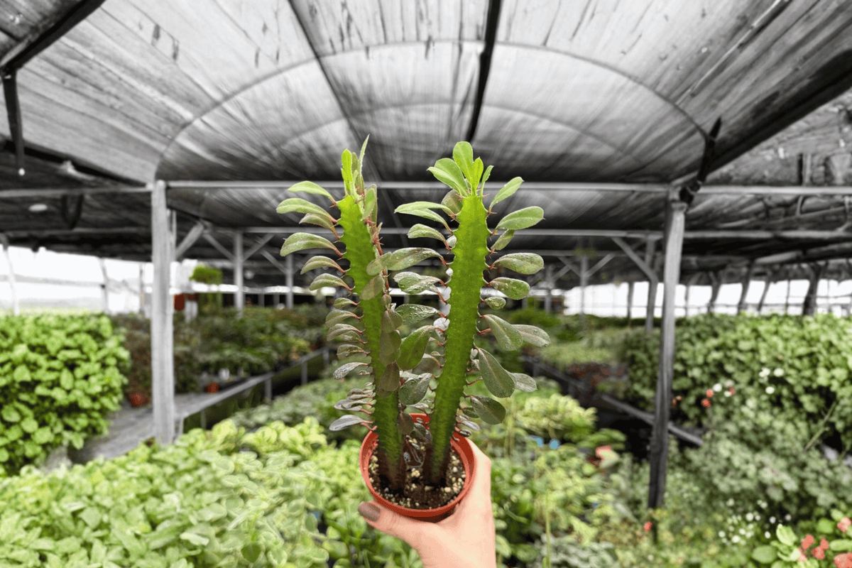 Euphorbia trigona Red 2 Exact Live Plants – Specific 4” Size