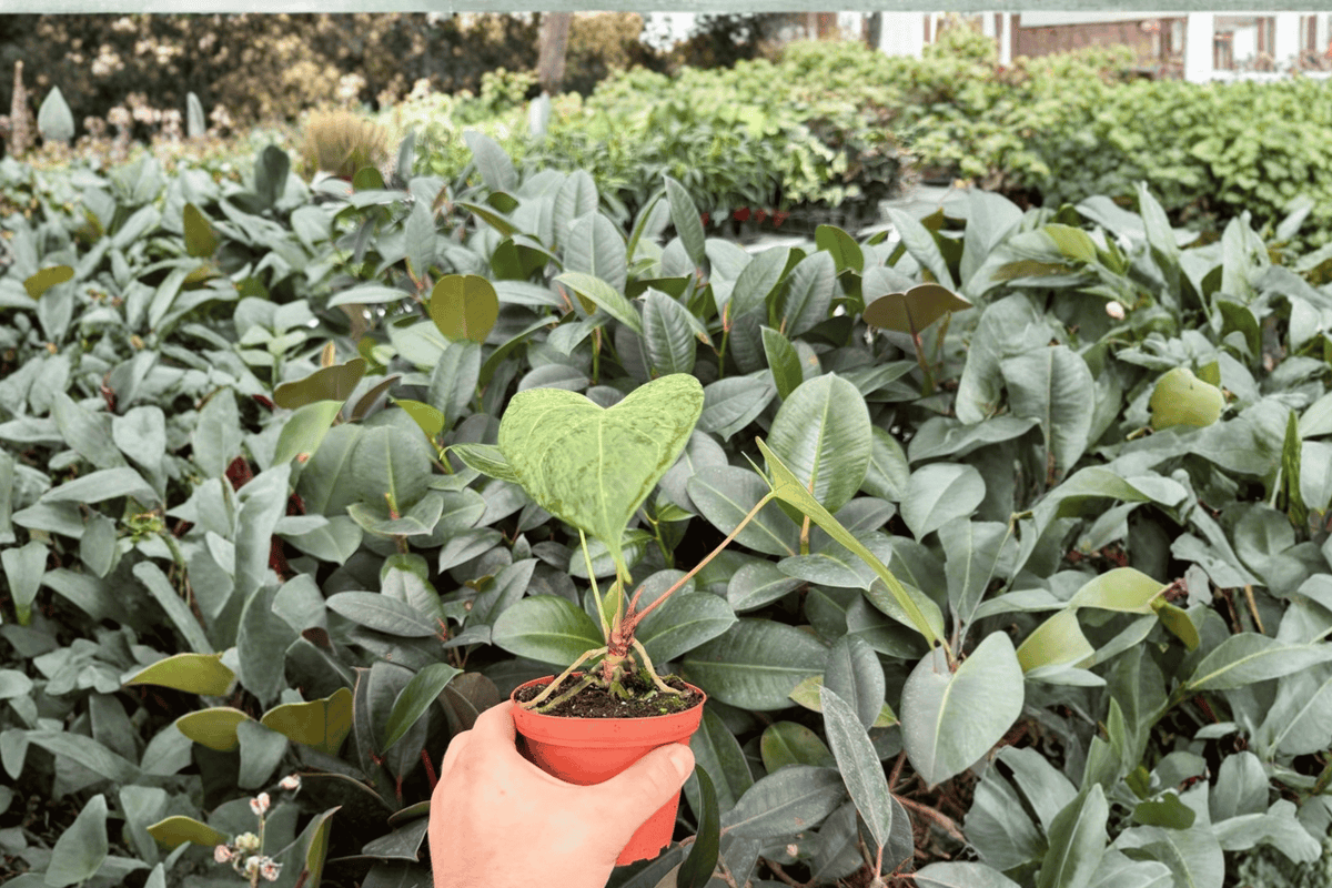Anthurium Xone × Dressleri 2 Exact Live Plants – Specific 4” Size