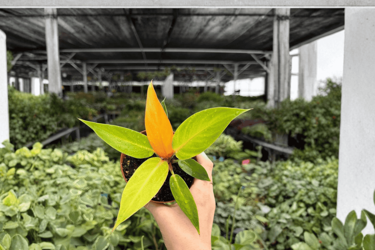 Philodendron Red Sun – 2 Exact Live Plants in 4” Pots