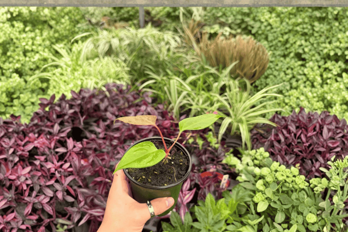 2 Exact Plant Anthurium Subsignatum x Regale – Specific 4” Pot