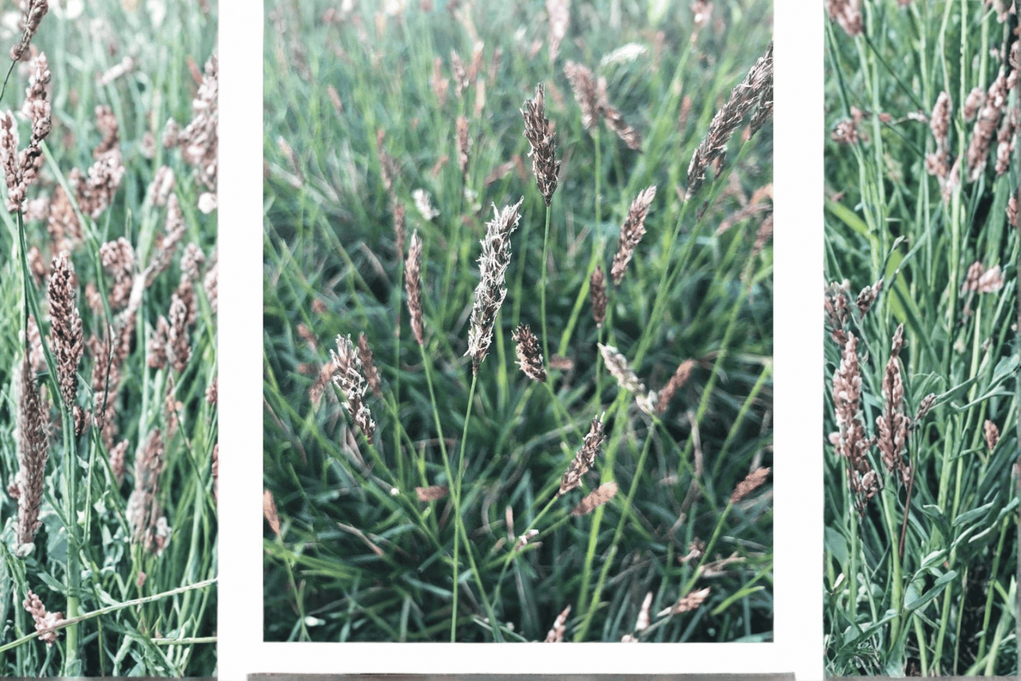 Greenlee Moor Grass 1 Live Plant – 4-Inch Pot – Sesleria ‘Greenlee Hybrid’