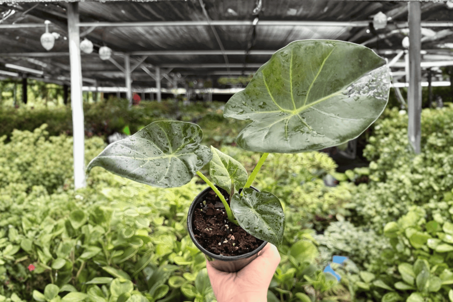 Alocasia Regal Shields 2 Exact Live Plants – 4-Inch Pots – Alocasia ‘Regal Shields’