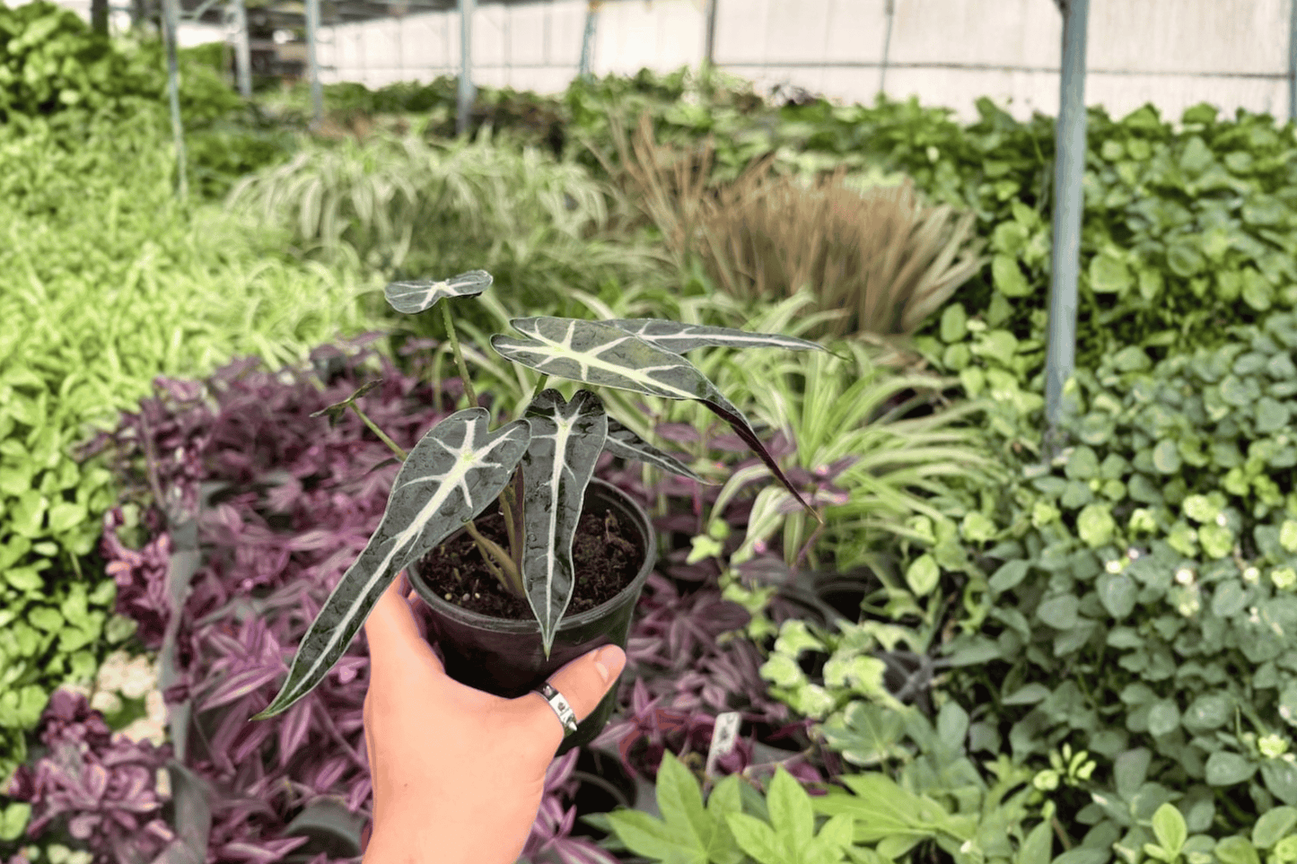 Alocasia Bambino 2 Exact Live Plants – 4-Inch Pots – Alocasia 'Bambino'
