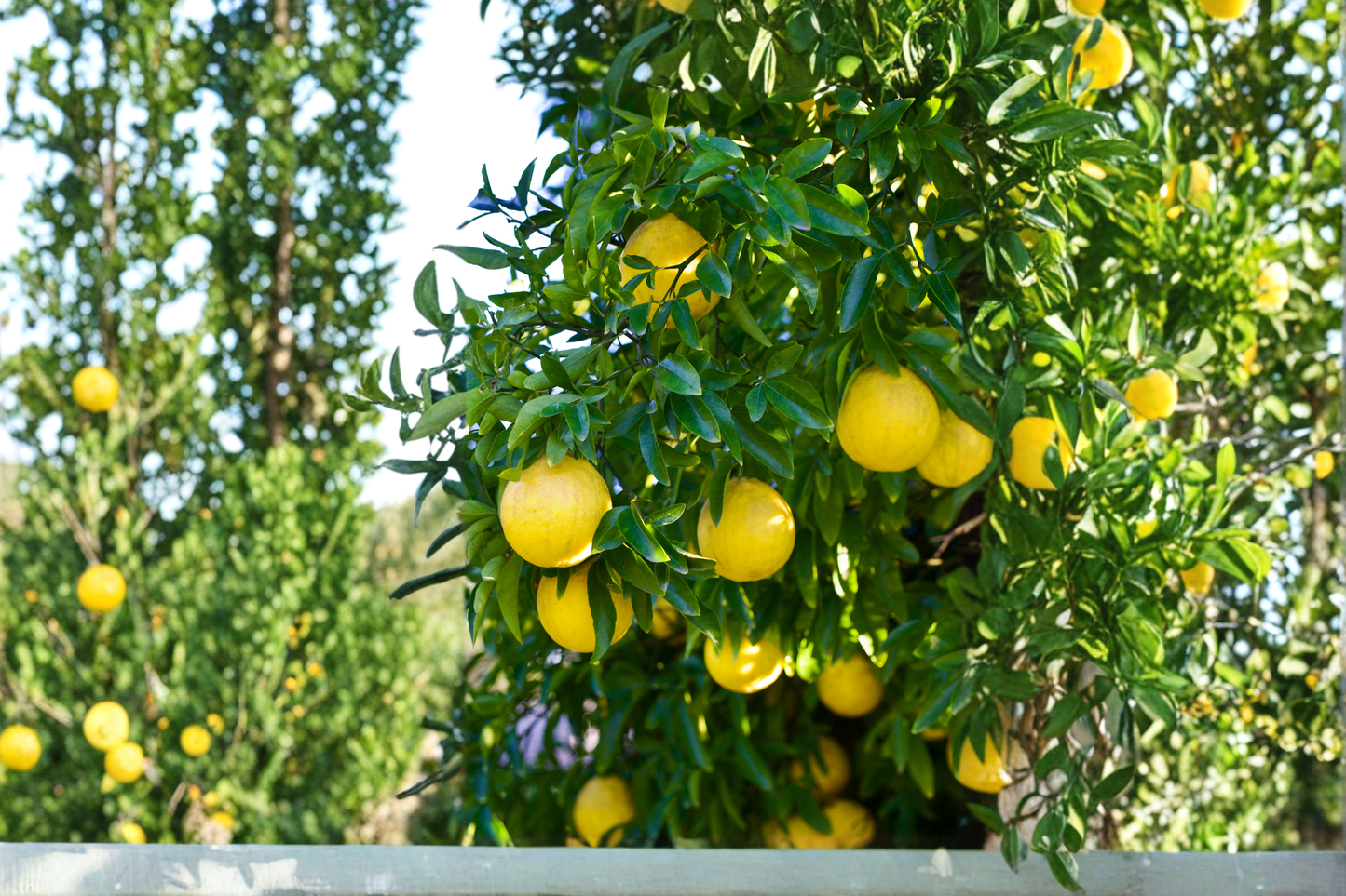 Swingle Citrumelo Seedling Live Citrus Hybrid Tree Cold Hardy Trifoliate Hybrid Fruit Plant No Ship CA TX FL HI LA