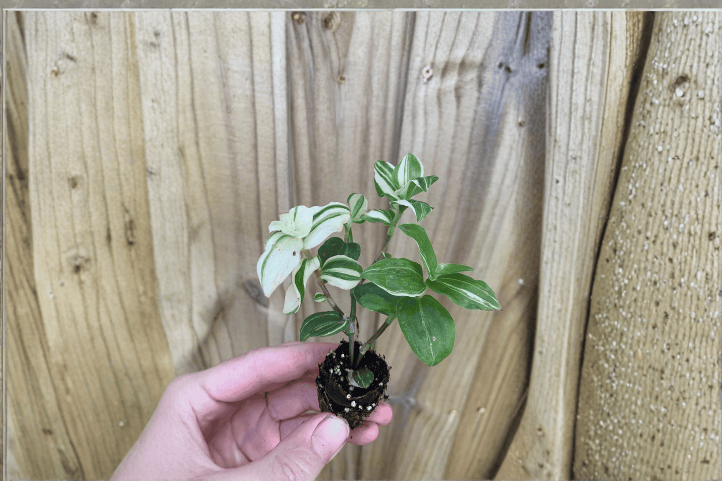 2 Tradescantia Green and Yellow Starter Plants Bare Root – Tradescantia spp.