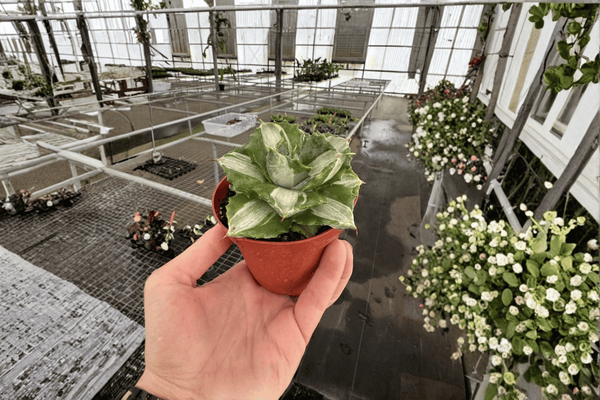 2 Variegated Agave Live Plants in 4-Inch Pots – Ornamental Succulents