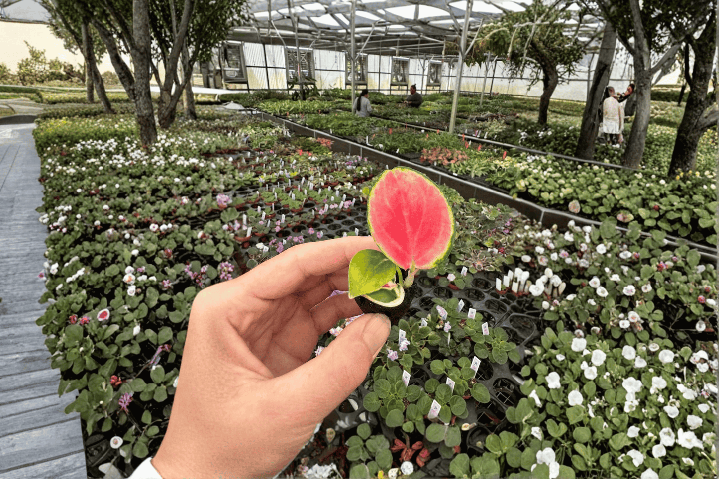 Aglaonema Thai Red Live Starter Plant – 2 Plants Bare Root – Aglaonema 'Thai Red' – Originally Grown in 2" Pot