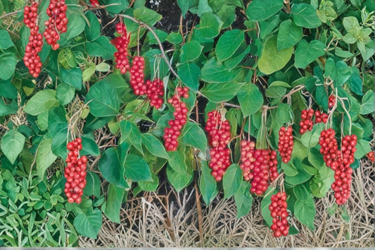 Eastern Prince Schisandra Vine Live Plant Schisandra Chinensis Climbing Vine Garden Trellis Plant Edible Landscape