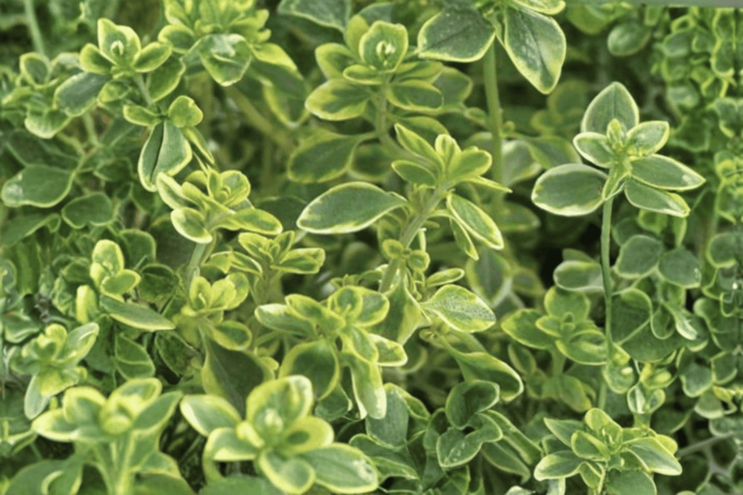 Golden Lemon Thyme 1 Live Plant – 4-Inch Pot – Thymus × citriodorus ‘Aureus’