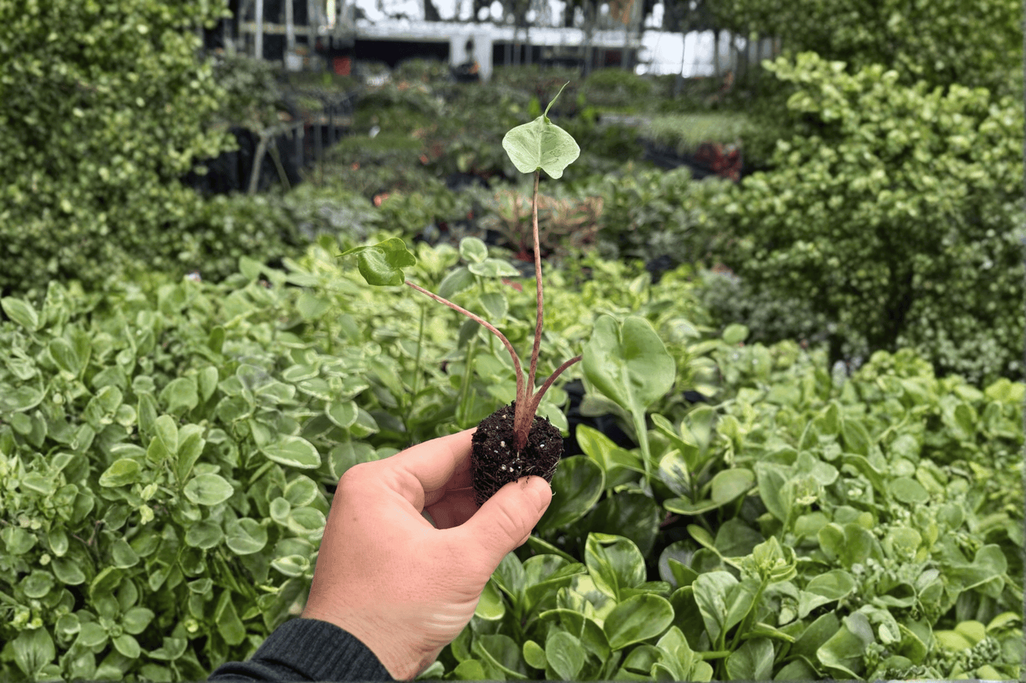 Alocasia Stingray 2 Exact Live Starter Plants – Plug – Alocasia macrorrhizos ‘Stingray’