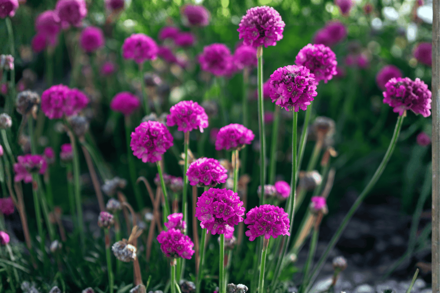 Nifty Thrifty Sea Thrift 1 Live Plant – 4-Inch Pot – Armeria maritima ‘Nifty Thrifty’