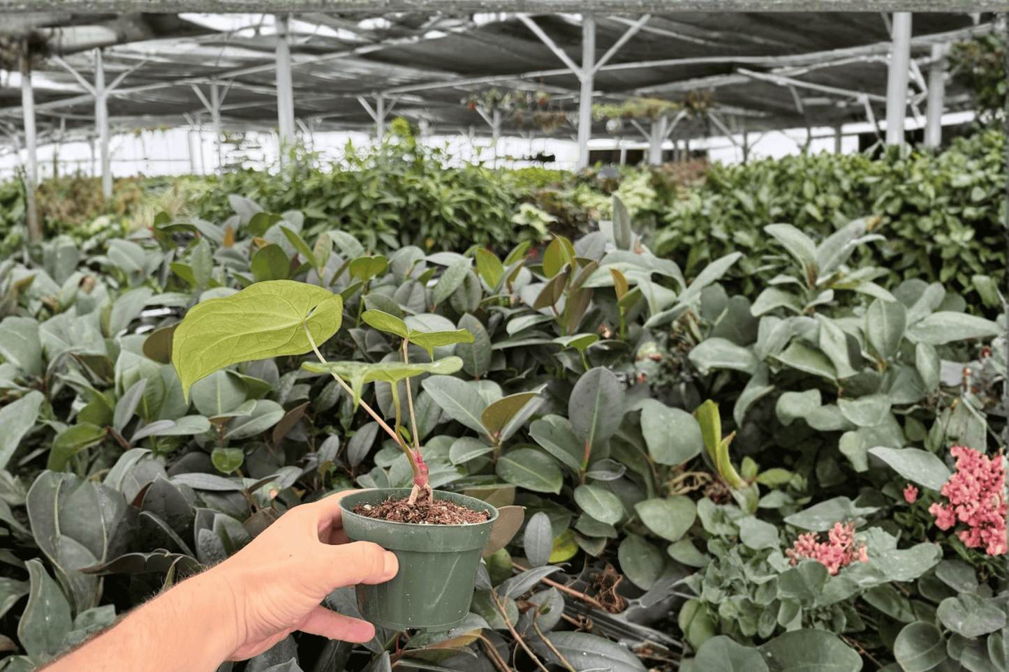 Anthurium Hulk x Velvet Moira 2 Exact Live Plants – Specific 4-Inch Pots