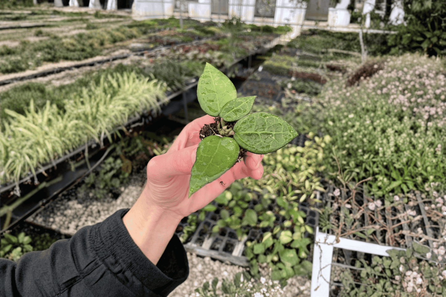 2 Hoya Black Margin Starter Plants – Live Bare Root Hoya