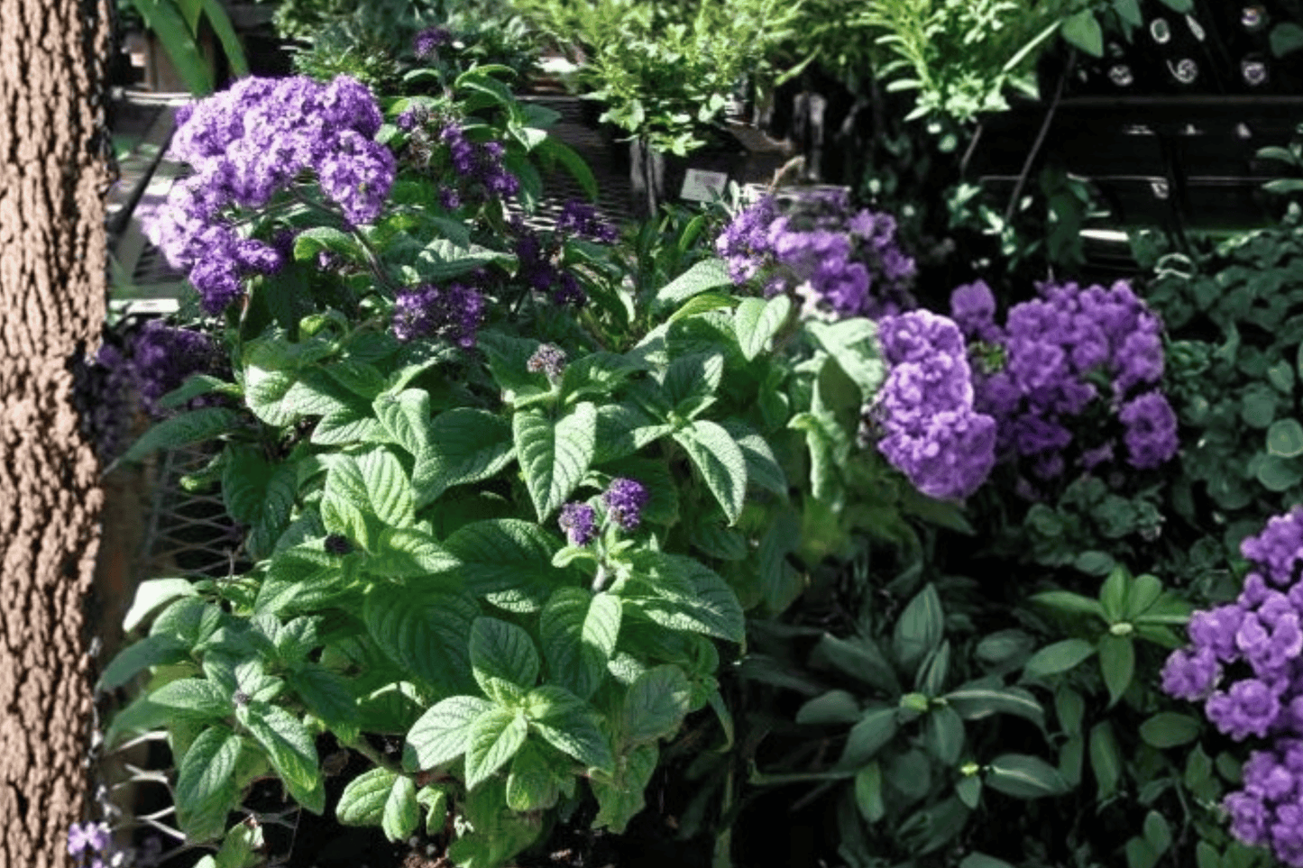 Blue Boa Hummingbird Mint 1 Live Plant – 4-Inch Pot – Agastache ‘Blue Boa’
